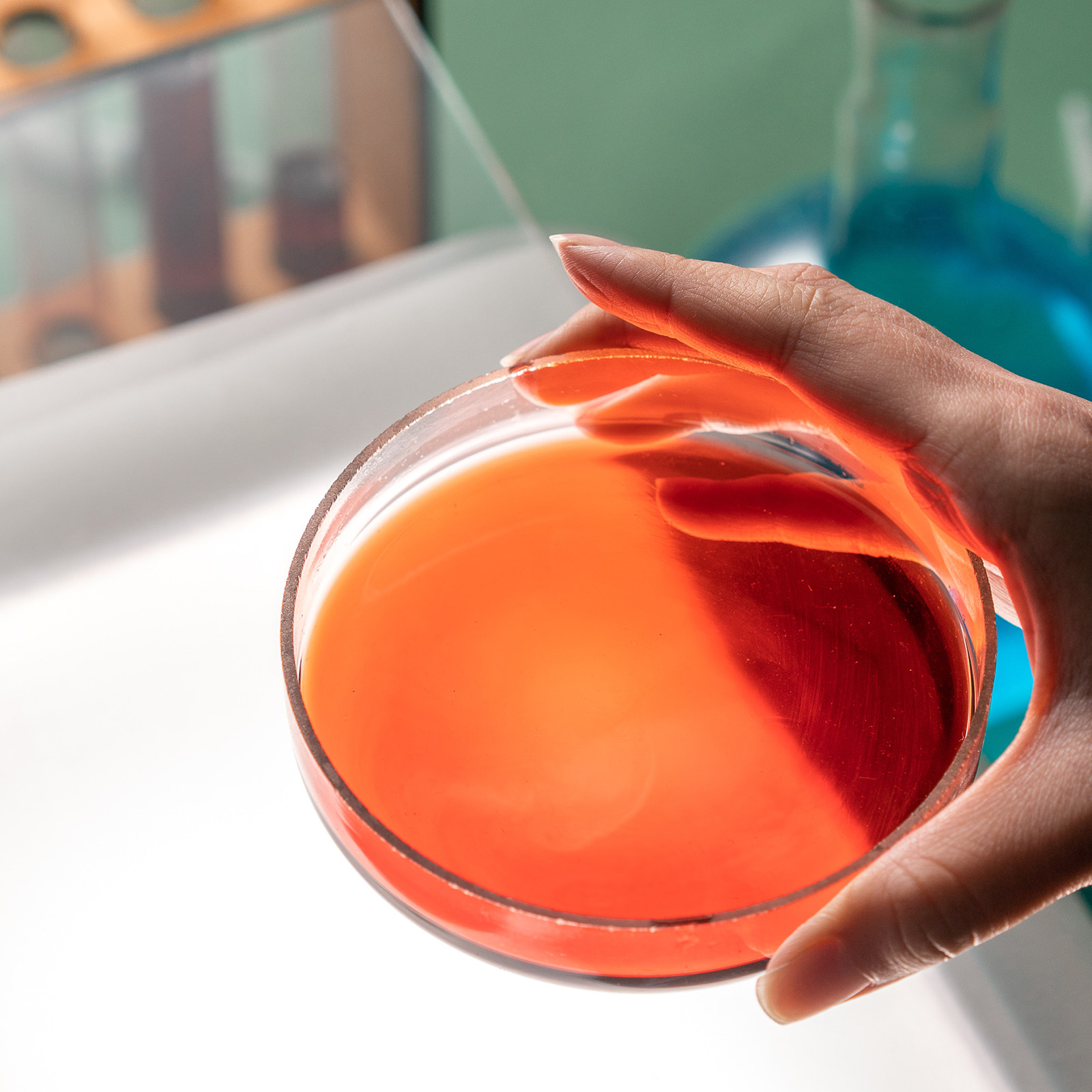 Agar Tissue Culture - Laboratory Glass Petri Dish for Tissue