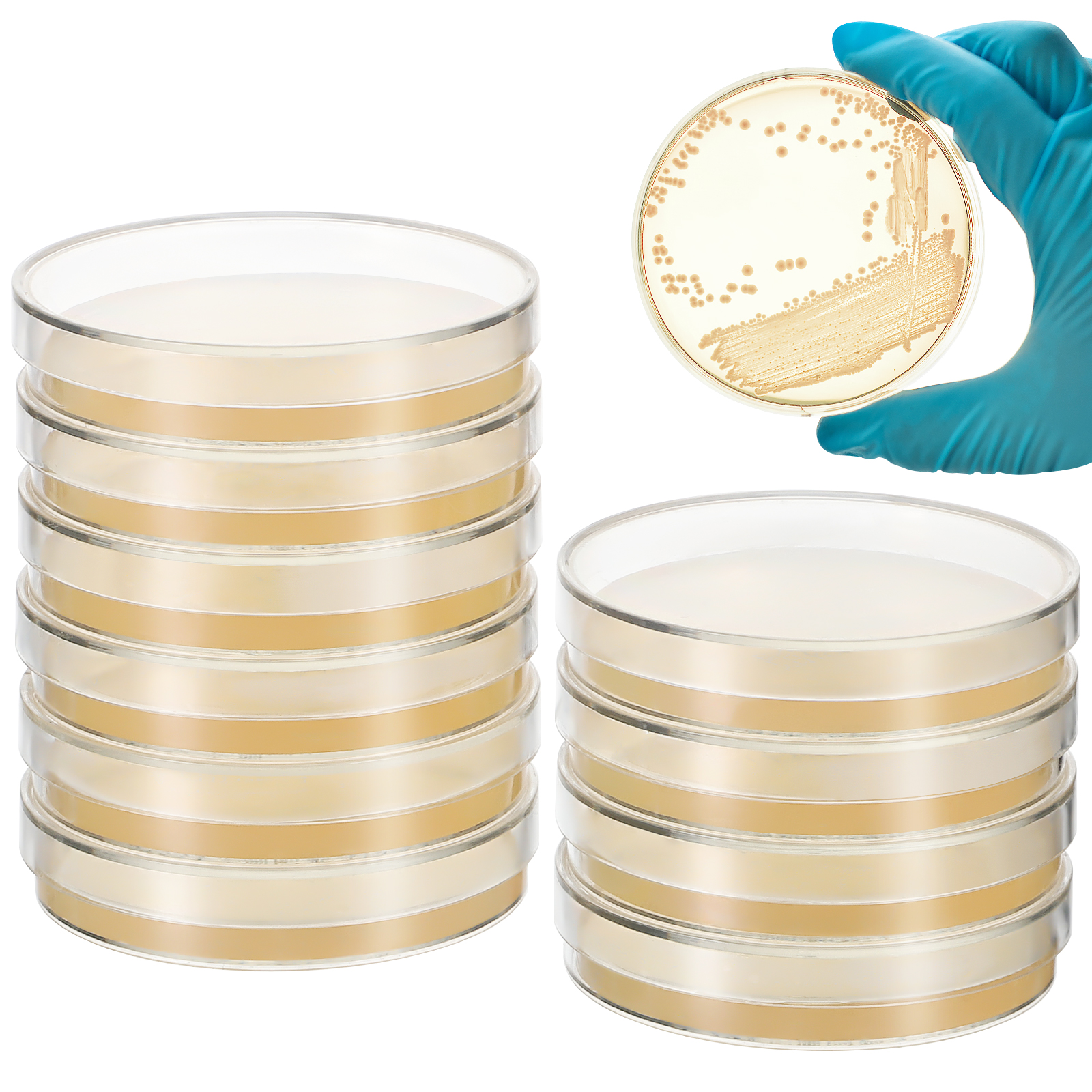 Agar Tissue Culture - 10 Pcs Nutrient Agar Plates 7cm