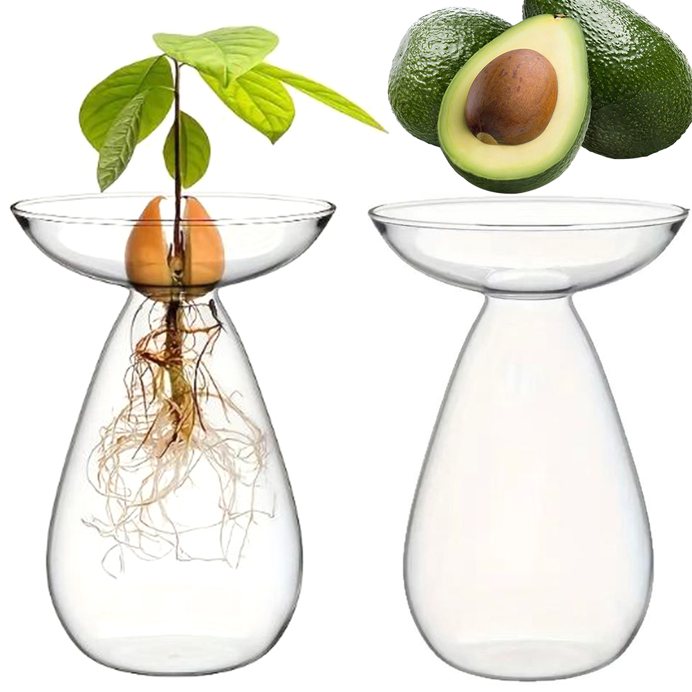 Avocado Seed Starter Hydroponi - Propagation Station Vase incelemesi ve fiyatı