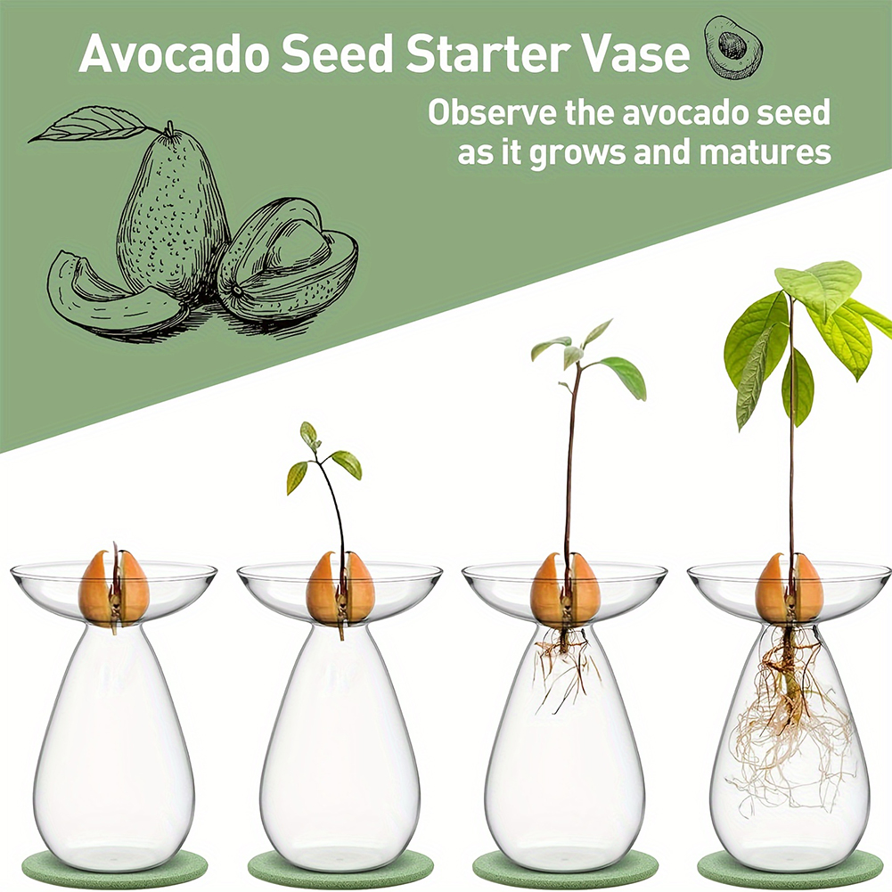 Avocado Seed Starter Hydroponi - Propagation Station Vase incelemesi ve fiyatı