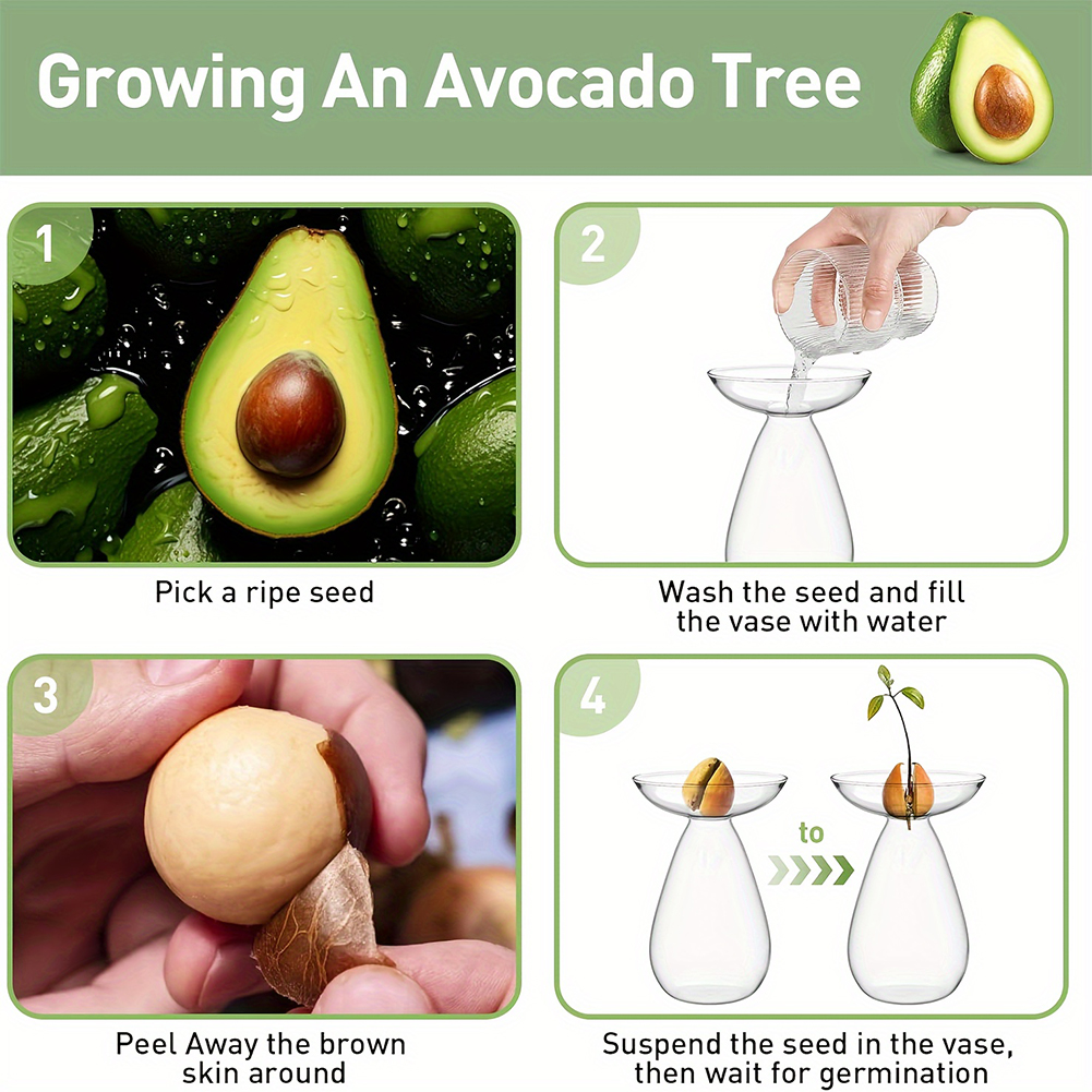 Avocado Seed Starter Hydroponi - Propagation Station Vase incelemesi ve fiyatı