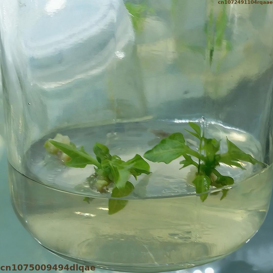 Plant Tissue Culture Agar Powd - Agar Tissue Culture incelemesi ve fiyatı