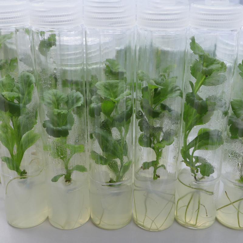 MS medium With Agar And Sucros - Agar Tissue Culture incelemesi ve fiyatı